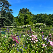 Charger l&#39;image dans la galerie, YOGA &amp; PICNIC
